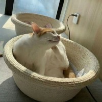 고양이 원형 바구니 스크래쳐 (베이지) 편안한 휴식