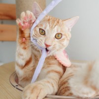 벨벳 낚시대 고양이 끈 장난감 리필