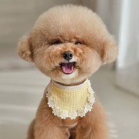 요루 거즈 민들레 꽃 강아지 빕 고양이 턱받이 화이트