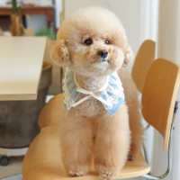 연청 데님 고양이 강아지케이프